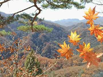 杨明货运（杨明航运）